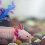 Die Regenerationswunder der Axolotl-Salamander: Wie sie verlorene Gliedmaßen und Organe wiederherstellen können