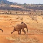 Elefanten: Meister der Erinnerung und Kommunikation