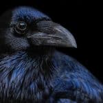 Die Meister des Denkens: Die erstaunliche Intelligenz der Raben